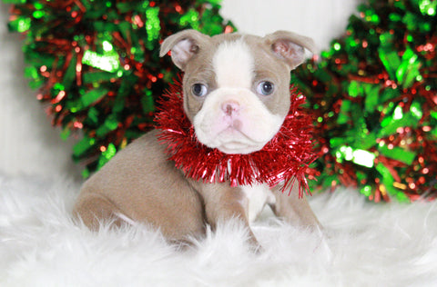 AKC Registered Boston Terrier For Sale Wooster, OH Female- Paige
