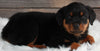 AKC Registered Rottweiler For Sale Applecreek OH -Female Nova