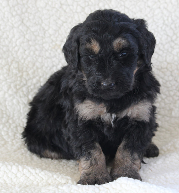 Bernedoodle For Sale Dundee OH Male-Toby