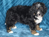 Mini Bernedoodle For Sale Dundee OH Male-Asher