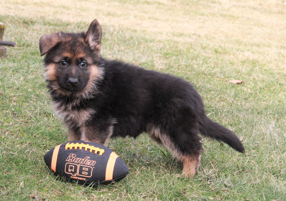 AKC Registered German Shepherd For Sale Millersburg, OH Male- Gunner