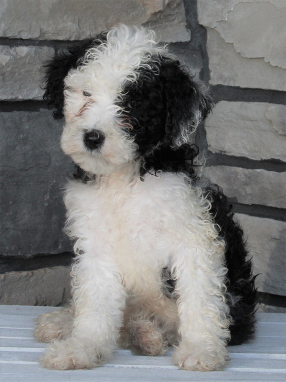 Mini Sheepadoodle For Sale Wooster OH -Female Dixie