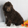 F1B Medium Labradoodle For Sale Millersburg OH Female-Fanny