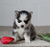 Pomsky For Sale Holmesville OH Female-Joy