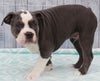 OIEBA Registered Olde English Bulldog For Sale Adamsville, OH Male- Luke
