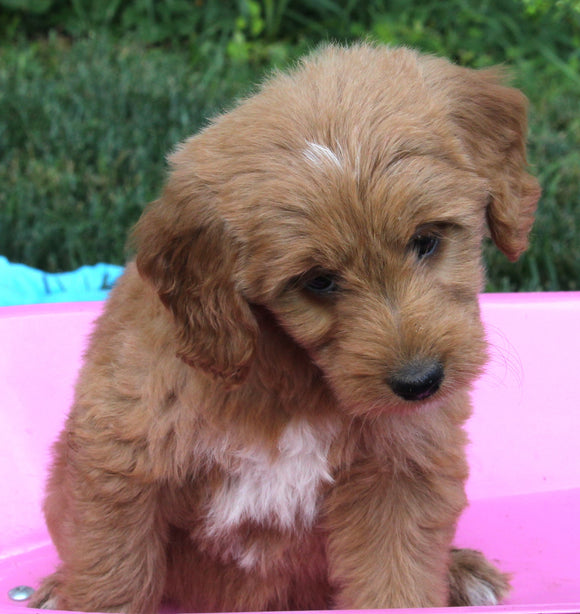 Mini Goldendoodle For Sale Millersburg OH Female-Pam