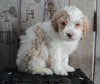 AKC Registered Moyen Poodle For Sale Wooster OH Male- Brodie