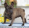French Bulldog For Sale Millersburg OH Female-Tula