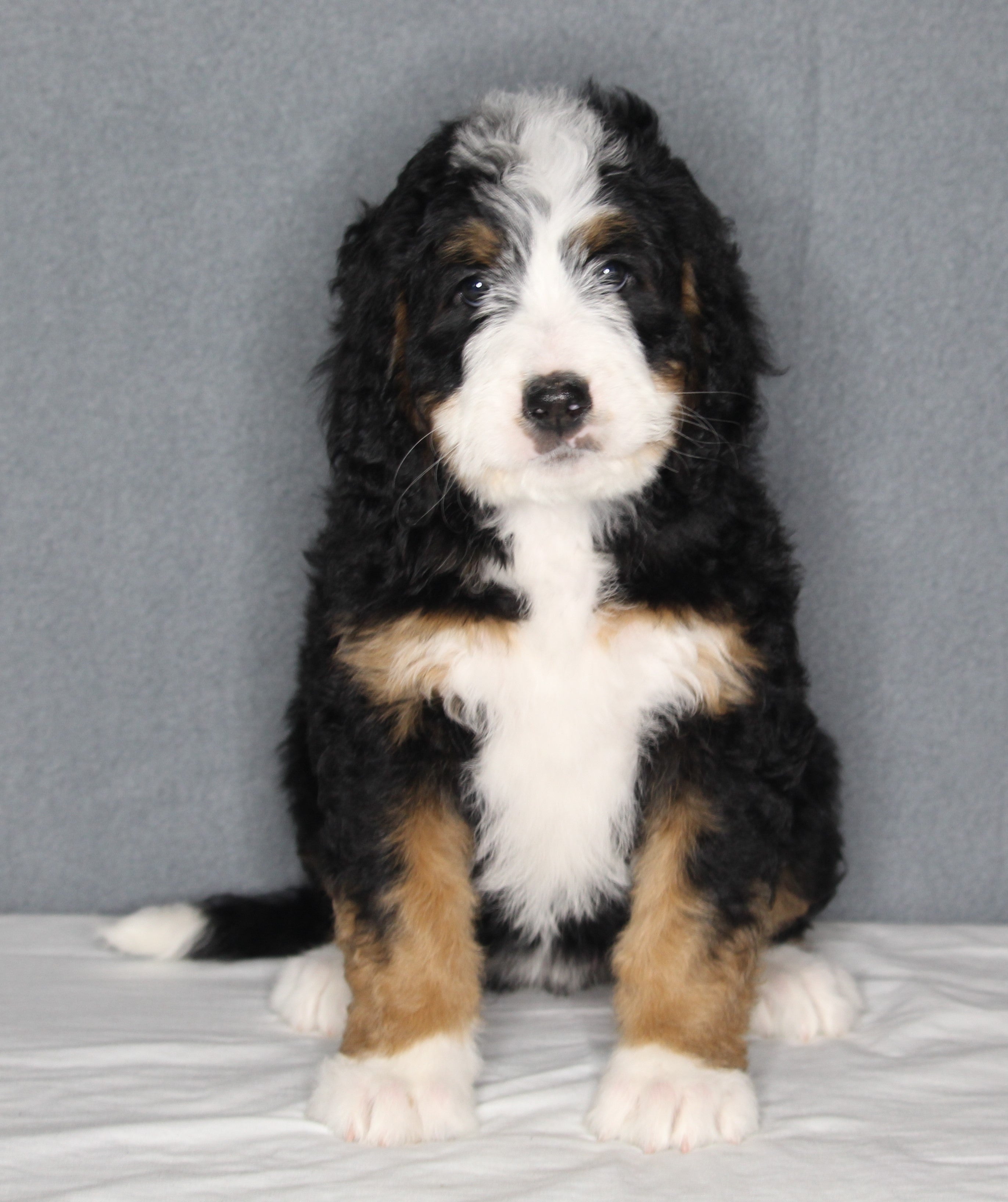 Bernedoodle For Sale Sugarcreek OH FemaleDaisy AC Puppies LLC