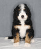 Bernedoodle For Sale Sugarcreek OH Female-Daisy