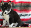 Siberian Husky For Sale Fredericksburg OH Male-Jasper