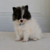 Pomeranian For Sale Fredericksburg OH Male-Damien