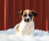 Jack Russell Terrier For Sale Fredericksburg, OH Female- Bailey