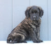 English Mastiff For Sale Fredericksburg, OH Female- Hailey