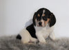 Beagle For Sale Fresno, OH Male- Chester