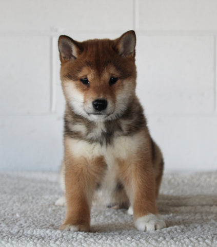 AKC Registered Shiba Inu For Sale Millersburg OH Male-Bradley