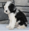 Mini Sheepadoodle For Sale Wooster OH -Female Dixie