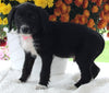 Poodle Mix For Sale Baltic OH Male-Harley