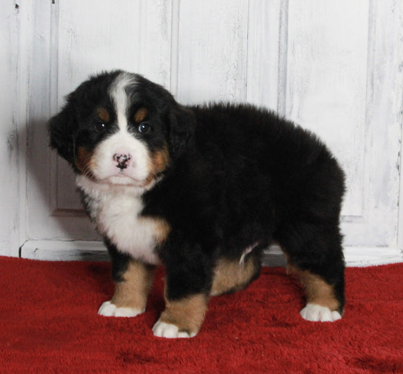 AKC Registered Bernese Mountain Dog For Sale Millersburg OH Male-Max