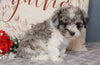 ACA Registered Miniature Poodle For Sale Fredericksburg, OH Male- Chase