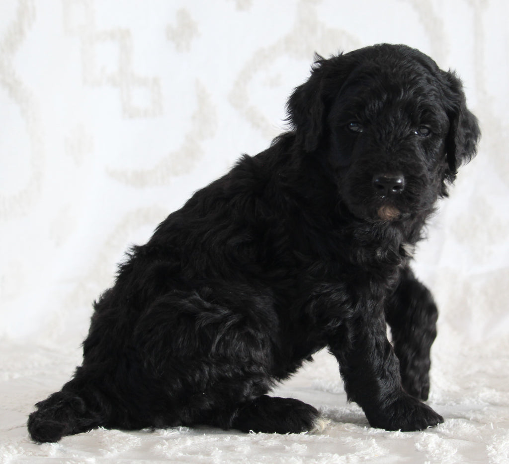 Standard Goldendoodle For Sale Sugarcreek OH Male-Isaac – AC Puppies LLC