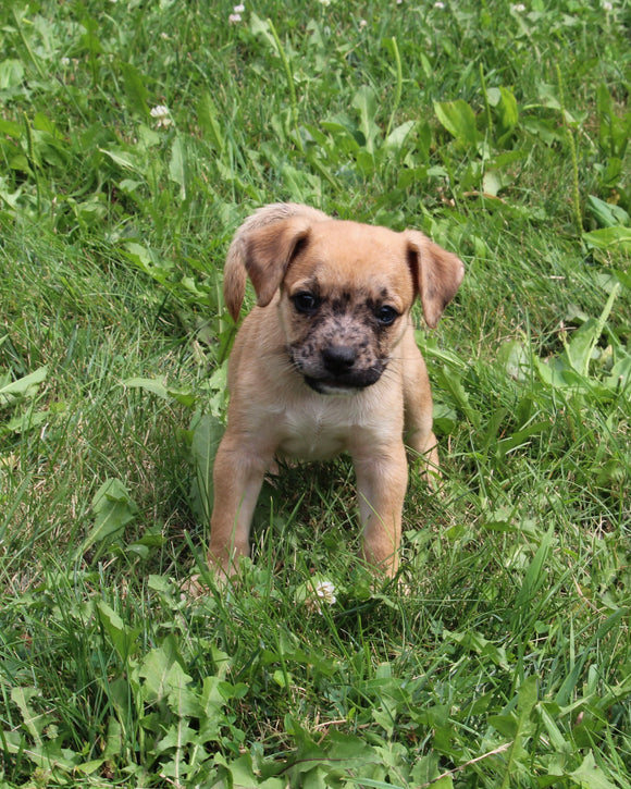 Puggle For Sale Sugarcreek OH Male-Teddy