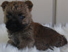 AKC Registered Cairn Terrier For Sale Milersburg OH -Male Cody