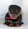 Rottweiler For Sale Fredericksburg OH Female-Ellie