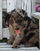 Labradoodle Puppy For Sale Holmesville OH Female-Monica