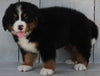 AKC Registered Bernese Mountain Dog For Sale Millersburg OH-Male Donnie