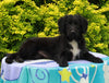 Mini Aussiedoodle For Sale Fresno OH Female-Twix