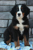 AKC Registered Bernese Mountain Dog For Sale Brinkhaven OH Male-Brady