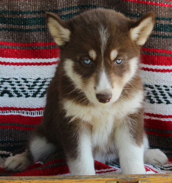 Siberian Husky For Sale Fredericksburg OH Female-Jennifer