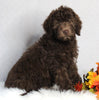 F1B Medium Labradoodle For Sale Millersburg OH Female-Fanny