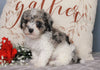 ACA Registered Miniature Poodle For Sale Fredericksburg, OH Male- Chase
