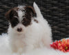 Jackapoo For Sale Apple Creek OH Male-Buddy