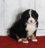 AKC Registered Bernese Mountain Dog For Sale Millersburg OH Male-Max