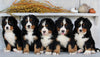 AKC Registered Bernese Mountain Dog For Sale Millersburg OH Male-Bruno