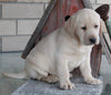 ACA Registered Labrador Retriever For Sale Sugarcreek OH Female-Stella