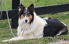 Collie Lassie For Sale Fredericksburg OH Female-Roxie