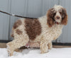 AKC Registered Moyen Poodle For Sale Wooster OH Female- Fluffy
