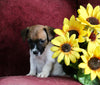 Jack Russell For Sale Fredericksburg OH Male-Harley