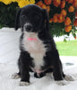 Poodle Mix For Sale Baltic OH Male-Harley