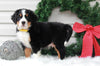 AKC Registered Bernese Mountain Dog For Sale Sugarcreek, OH Male- Rudolph