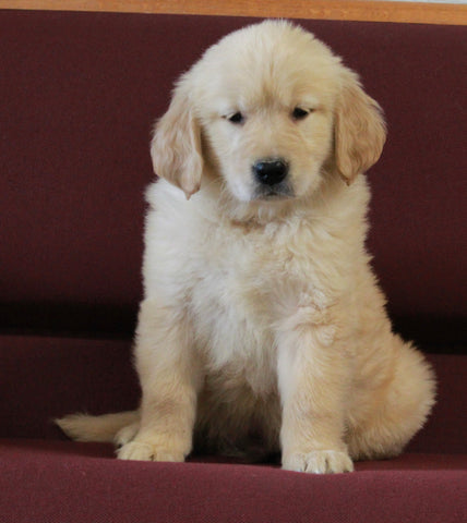 AKC Registered Golden Retriever For Sale Brinkhaven OH Male-Rex