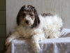 AKC Registered Standard Poodle For Sale Millersburg OH Male-Mocha