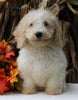 F1BB Mini Labradoodle For Sale Millersburg OH Male-Ezekial