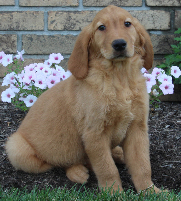 AKC Registered Golden Retriever For Sale Millersburg OH Male-Oscar