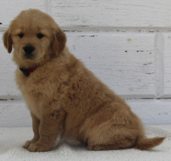 AKC Registered Golden Retriever For Sale Millersburg OH Female-Bella