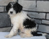 Mini Sheepadoodle For Sale Wooster OH -Derek